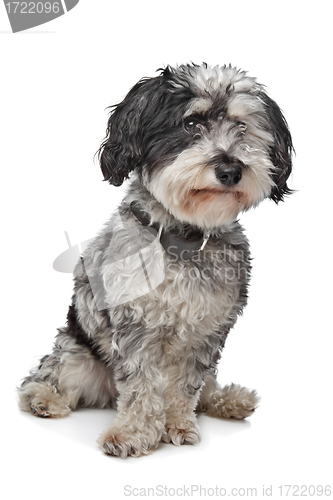 Image of Mixed breed dog