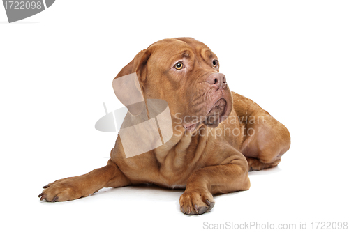 Image of Dogue de Bordeaux