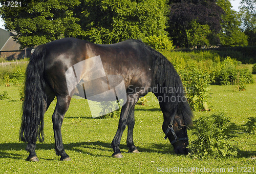 Image of Black Stallion