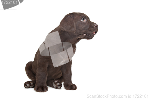 Image of Chocolate Labrador puppy