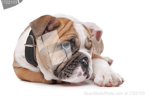 Image of English bulldog puppy