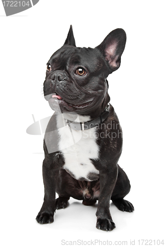 Image of Black and White French Bulldog