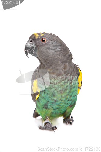 Image of Meyer Parrot