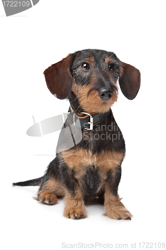 Image of wire haired miniature Dachshund