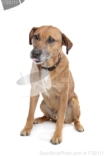 Image of mixed breed dog