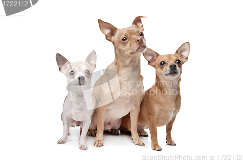 Image of three chihuahua dogs