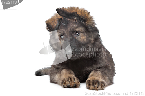 Image of Shepherd puppy