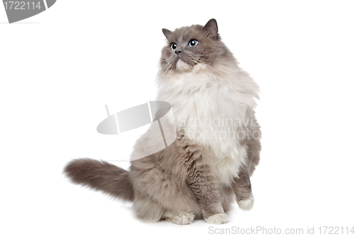 Image of Ragdoll cat