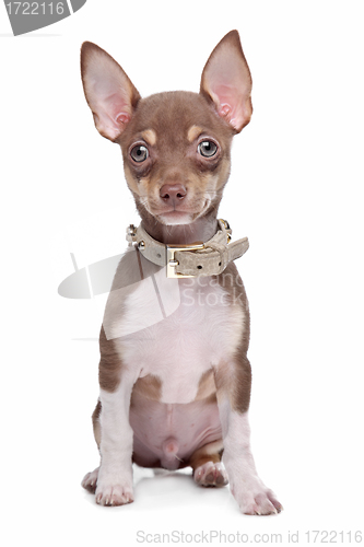 Image of short haired chihuahua puppy
