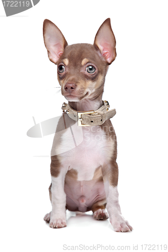 Image of short haired chihuahua puppy