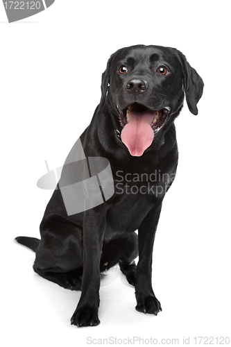Image of Black Labrador