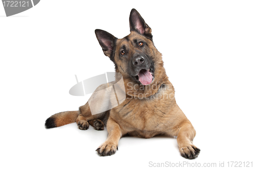 Image of German Shepherd