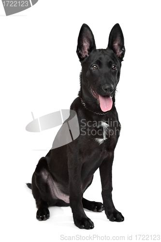Image of Black German Shepherd puppy