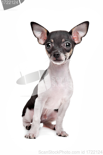 Image of short haired chihuahua puppy