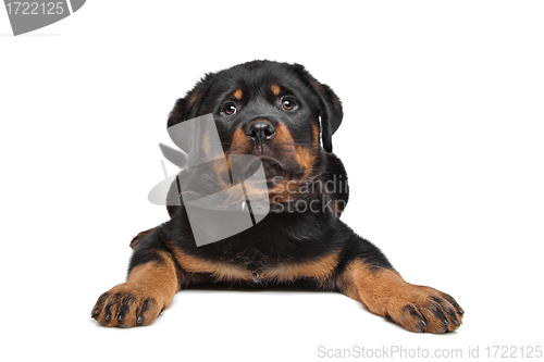 Image of rottweiler puppy