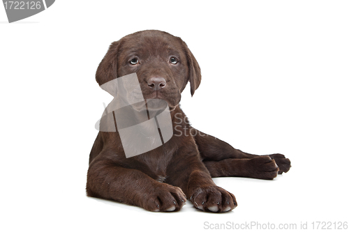 Image of Chocolate Labrador puppy