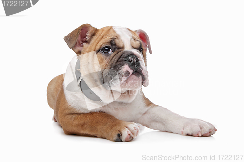 Image of English bulldog puppy