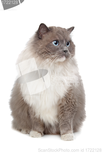 Image of Ragdoll cat