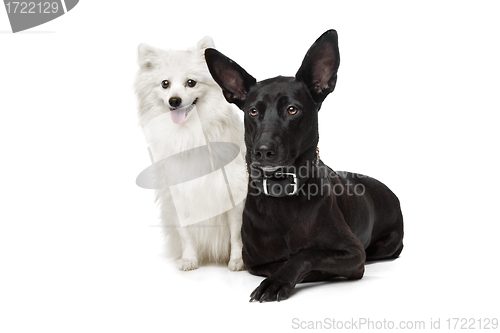 Image of Keeshond (Dutch Barge Dog) and a black Shepherd