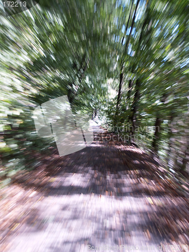 Image of woodland path