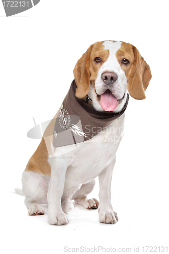Image of Beagle