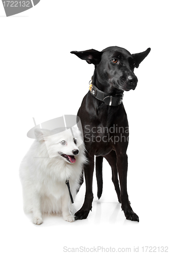 Image of Keeshond (Dutch Barge Dog) and a black Shepherd