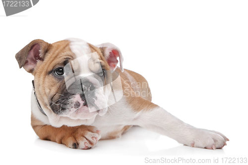 Image of English bulldog puppy