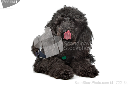 Image of Black Poodle