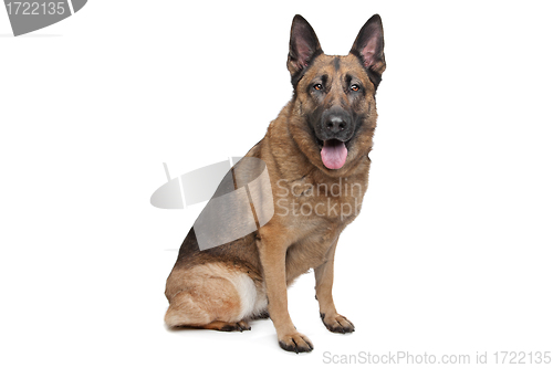 Image of German Shepherd