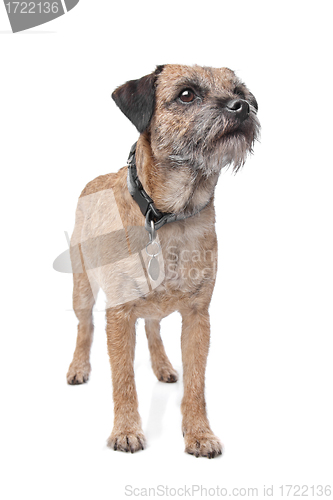 Image of Border Terrier