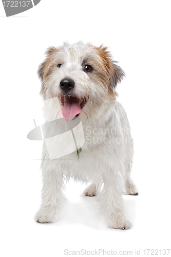 Image of Jack Russel Terrier