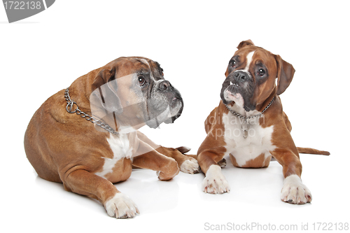 Image of Two plain fawn Boxer dogs