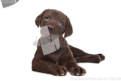 Image of Chocolate Labrador puppy