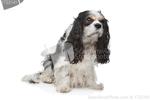 Image of Cavalier King Charles Spaniel