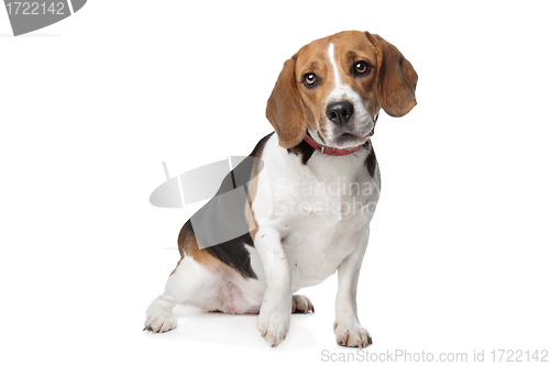 Image of Beagle