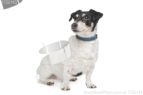 Image of Jack Russel Terrier