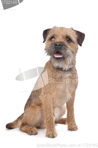 Image of Border Terrier