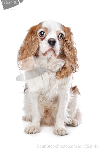 Image of Cavalier King Charles Spaniel