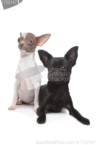 Image of Two Chihuahuas