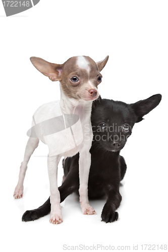 Image of Two Chihuahuas