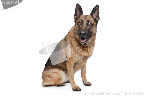 Image of German Shepherd