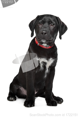 Image of Black Labrador puppy