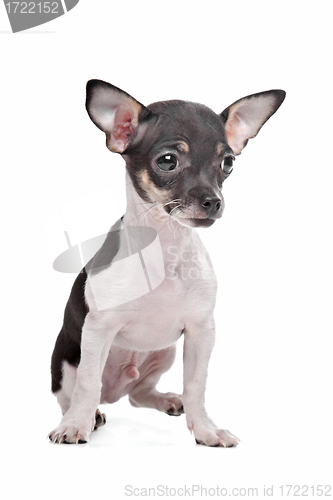 Image of short haired chihuahua puppy