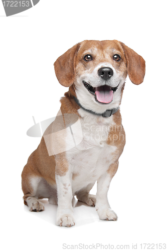 Image of Beagle