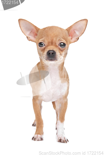 Image of Miniature Chihuahua