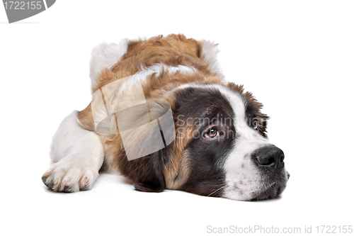 Image of St Bernard puppy