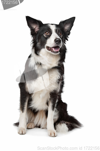 Image of Border Collie