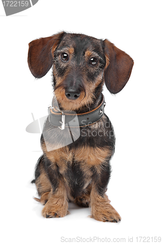 Image of wire haired miniature Dachshund