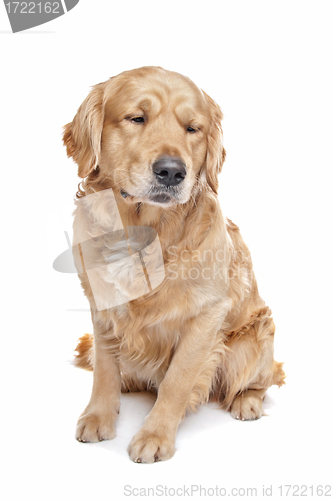 Image of Golden Retriever
