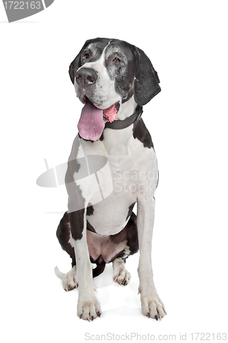 Image of great dane